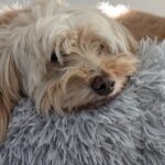 Tibi