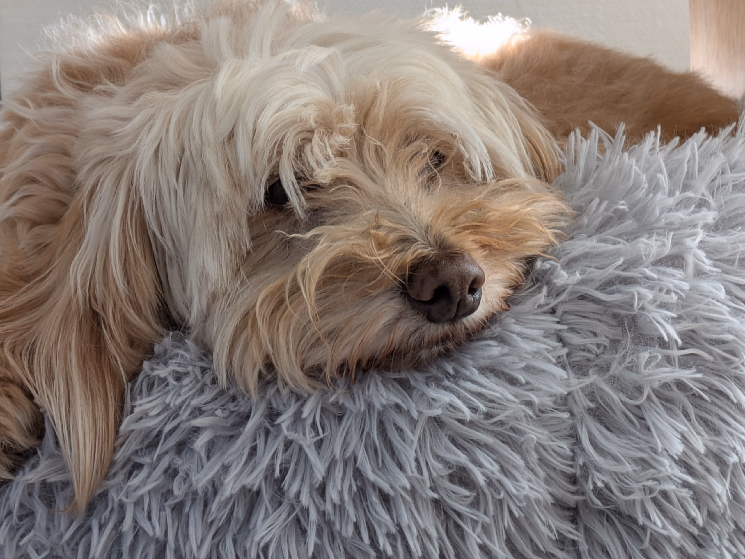 Tibi